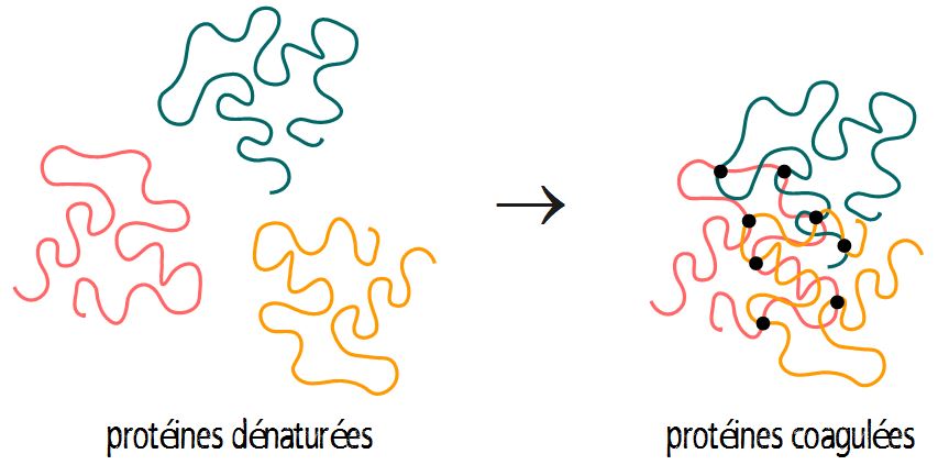 coagulation des protéines dénaturées gel