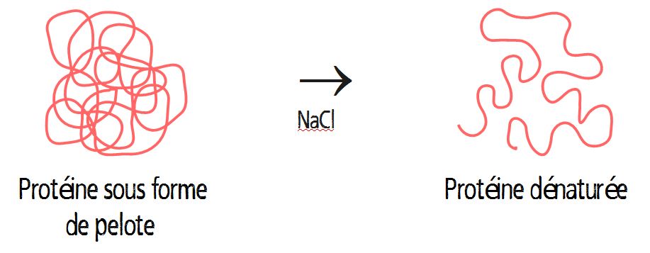 dénaturation des protéines par le sel NaCl