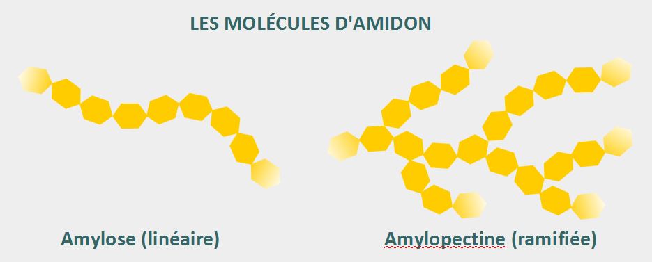 schéma amidon amylose amylopectine